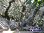 Tree Top Platform . . . CLICK TO ENLARGE