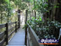 Tree Top Walk Bridge . . . CLICK TO ENLARGE