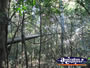 View from Tree Top Walk . . . CLICK TO ENLARGE