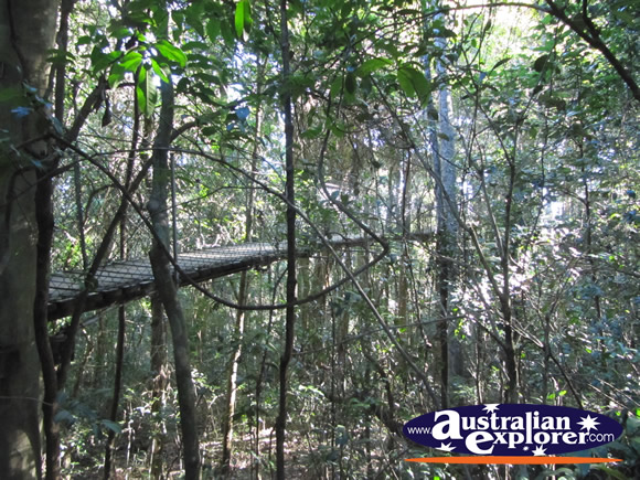 View from Tree Top Walk . . . VIEW ALL LAMINGTON NATIONAL PARK PHOTOGRAPHS