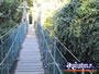Tree Top Walk . . . CLICK TO ENLARGE