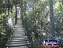 Tree Top Walk View . . . CLICK TO ENLARGE