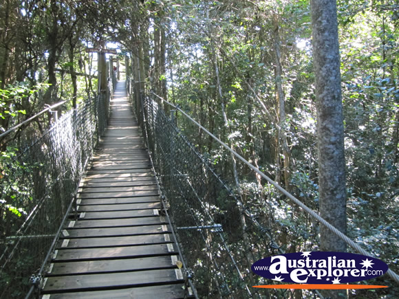 Tree Top Walk View . . . CLICK TO VIEW ALL LAMINGTON NATIONAL PARK POSTCARDS