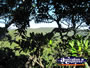 View through the Trees from Viewing Platform . . . CLICK TO ENLARGE