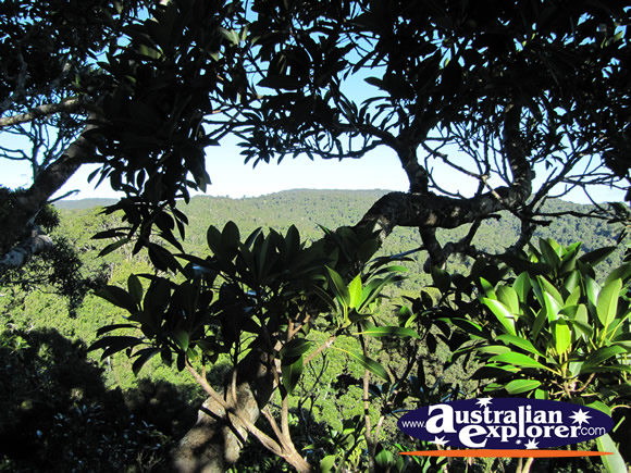 View through the Trees from Viewing Platform . . . CLICK TO VIEW ALL LAMINGTON NATIONAL PARK POSTCARDS