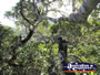 View of Trees from Viewing Platform . . . CLICK TO ENLARGE