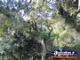 Tree View from Viewing Platform . . . CLICK TO ENLARGE