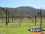 Vineyards . . . CLICK TO ENLARGE
