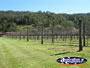 View of Vineyard . . . CLICK TO ENLARGE