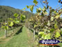 Vineyard Vines . . . CLICK TO ENLARGE