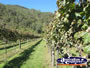 Vines at the Vineyard . . . CLICK TO ENLARGE