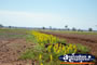 Dirt Track landscape