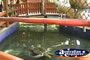 Marineland Melanesia Turtles . . . CLICK TO ENLARGE