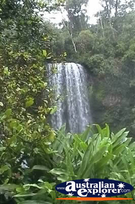 View of Millaa Millaa Falls . . . VIEW ALL MUNGALLI FALLS PHOTOGRAPHS