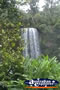 View of Millaa Millaa Falls . . . CLICK TO ENLARGE