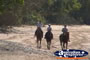 Mission Beach Horse Riding