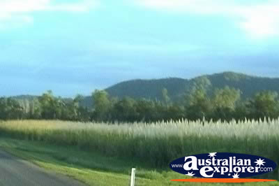 Sugar Cane Fields in Mossman  . . . CLICK TO VIEW ALL MOSSMAN POSTCARDS