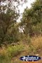 North Stradbroke Island . . . CLICK TO ENLARGE
