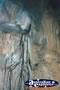 Olsens Capricorn Caves Fig Roots . . . CLICK TO ENLARGE