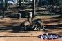 Olsens Capricorn Caves Kangaroos . . . CLICK TO ENLARGE