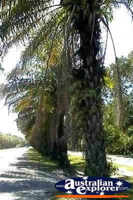 Port Douglas Palm Tree . . . CLICK TO VIEW ALL PORT DOUGLAS POSTCARDS