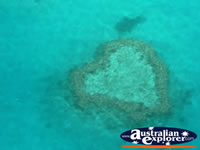 Beautiful Heart Reef . . . CLICK TO ENLARGE
