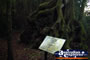 Springbrook Best Of All Lookout Walk