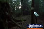 Springbrook Best Of All Lookout Walk - Gold Coast Hinterland