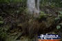 Springbrook Walk - Gold Coast Hinterland . . . CLICK TO ENLARGE