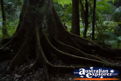 Springbrook Walk Tree Roots- Gold Coast Hinterland . . . CLICK TO VIEW ALL SPRINGBROOK POSTCARDS