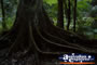 Springbrook Walk - Gold Coast Hinterland . . . CLICK TO ENLARGE