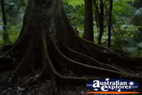 Springbrook Walk Tree Roots- Gold Coast Hinterland . . . CLICK TO ENLARGE