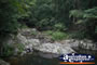 Springbrook Walk - Gold Coast Hinterland . . . CLICK TO ENLARGE