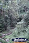 Springbrook Walk - Gold Coast Hinterland . . . CLICK TO ENLARGE