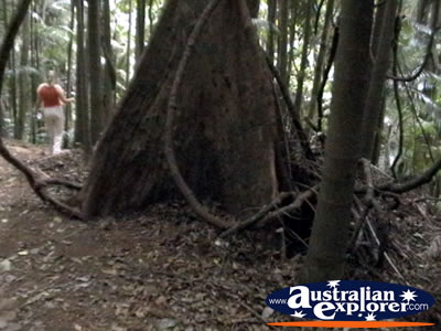Tamborine Mountain . . . CLICK TO VIEW ALL TAMBORINE MOUNTAIN POSTCARDS