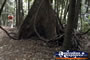 Tamborine Mountain . . . CLICK TO ENLARGE