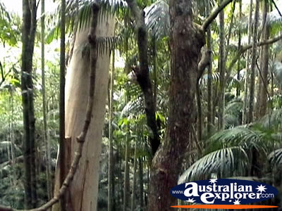 Tamborine Mountain . . . CLICK TO VIEW ALL TAMBORINE MOUNTAIN POSTCARDS