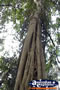 Tamborine Mountain . . . CLICK TO ENLARGE