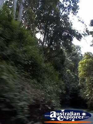 Tamborine Mountain . . . VIEW ALL TAMBORINE MOUNTAIN PHOTOGRAPHS