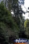 Tamborine Mountain . . . CLICK TO ENLARGE