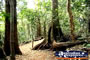 Tamborine Mountain . . . CLICK TO ENLARGE