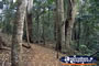 Tamborine Mountain . . . CLICK TO ENLARGE