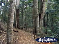 Tamborine Mountain Forest . . . CLICK TO ENLARGE