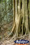 Tamborine Mountain . . . CLICK TO ENLARGE