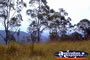 Tamborine Mountain . . . CLICK TO ENLARGE