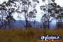 Tamborine Mountain . . . CLICK TO ENLARGE