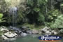 Tamborine Mountain . . . CLICK TO ENLARGE