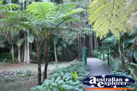 Walkway in Tamborine Mountain Botanic Gardens . . . CLICK TO ENLARGE