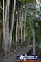 Tamborine Mountain Botanic Gardens Walkway . . . CLICK TO ENLARGE