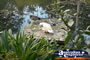 Botanic Gardens in Tamborine Mountain . . . CLICK TO ENLARGE